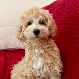 Fully Trained - Apricot male Maltipoo puppy in Charles City, Virginia from Historic triangle doodles Charles City, Virginia