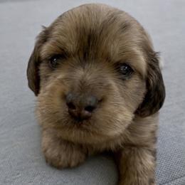 Jagger - Dapple male Dachshund puppy in High Hill, Missouri from High Hill Hounds