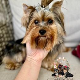 Scarlett - Yorkshire Terrier