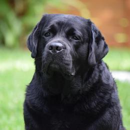 Labrador Retriever puppies from Mythic Labradors, LLC