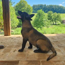 Char - Black sable male Belgian Malinois puppy in Elizabethton, Tennessee from Forever Family K9