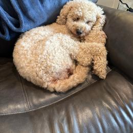 Goldendoodle puppies from Crowders Creek Doodles