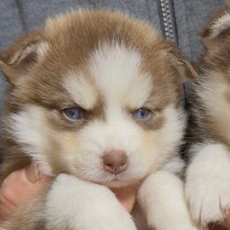 Comet - Black and white female Pomsky puppy in Spring Hill, Florida from PDQ Pomskies