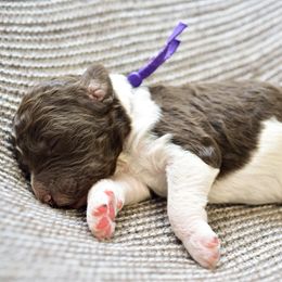 Amy Farrah Fowler - Parti female Goldendoodle puppy in Dayton, Ohio from Perks Court Doodles