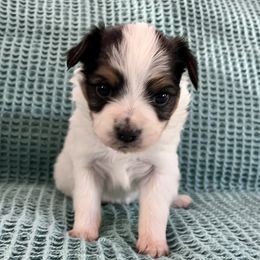 Girl 1 - White black and tan Papillon puppy in Las Vegas, Nevada from Limited Run Papillons