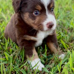 Rosie - Red tri female Toy Australian Shepherd puppy in Smithville, Arkansas from Cooper Creek Aussies