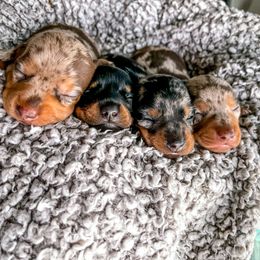 Dachshund Puppies from Cotton Hill Dachshunds