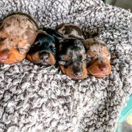 Dachshund Puppies from Cotton Hill Dachshunds