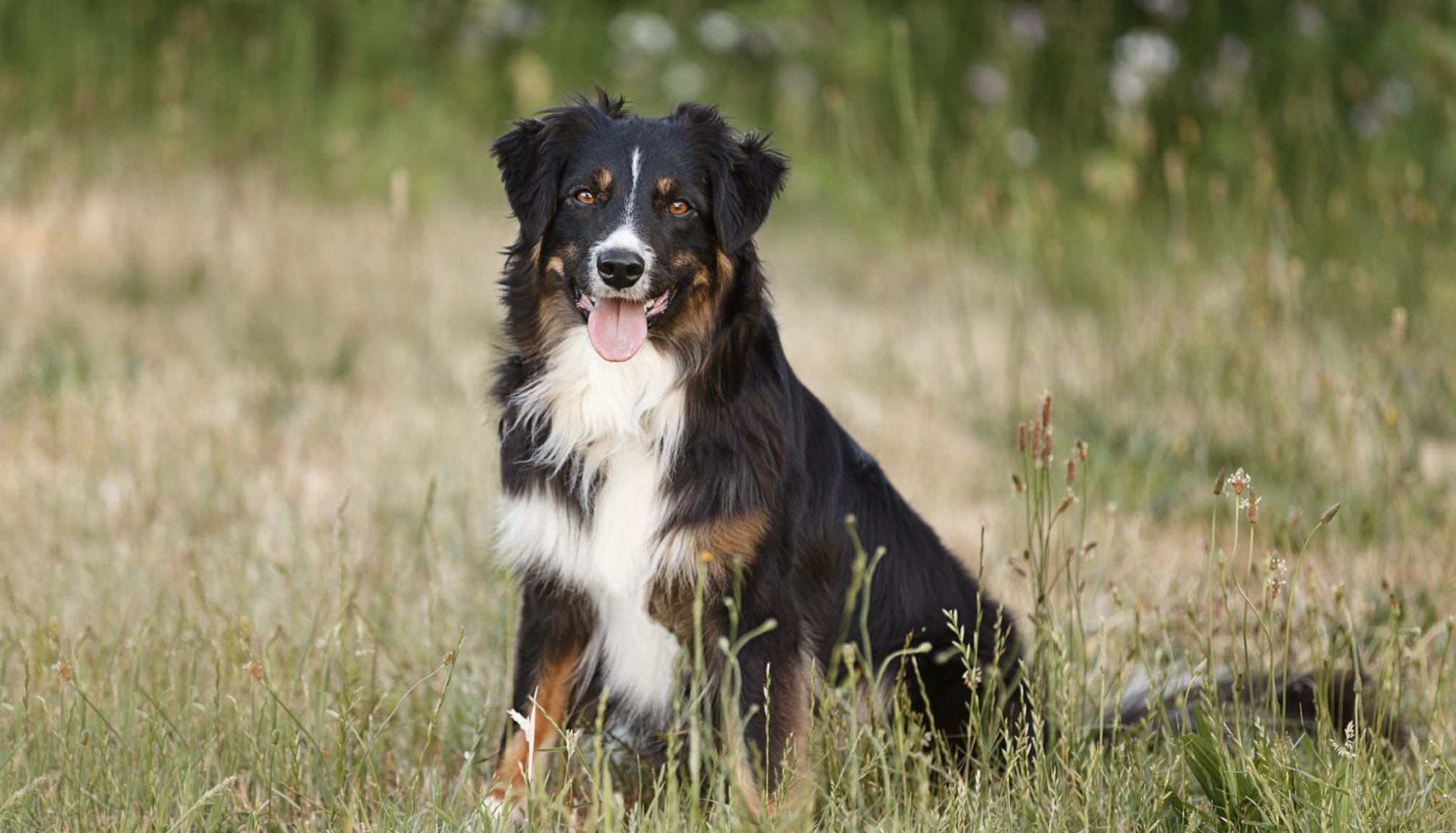 Slipstream Aussies in California Australian Shepherd puppies Good Dog