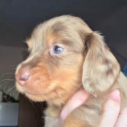 Emma's chocolate and tan dapple girl - Chocolate and tan female Dachshund puppy in Declo, Idaho from Dozendachs
