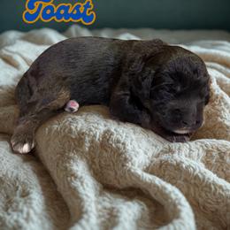 Toast - Sable male Aussiedoodle puppy in Ellenburg Center, New York from Kristin's Puppies