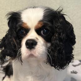 Phoebe - Cavalier King Charles Spaniel