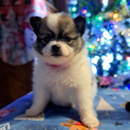 BANDITA-Girl 1 - Black parti female Pomeranian puppy in Lore City, Ohio from Tonia's Pomeranians