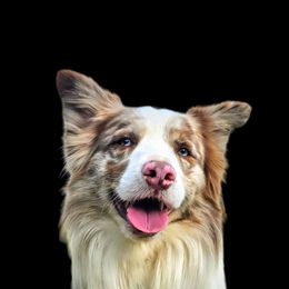Red - Border Collie
