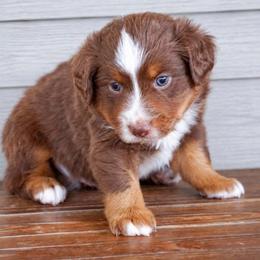 Dewey - Red tri male Miniature Australian Shepherd puppy in Enoch, Utah from Twisted H Aussies