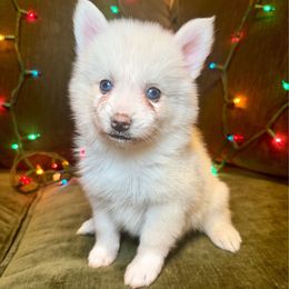Sugar - White female Pomsky puppy in La Verne, California from Red Cedar Pomskies