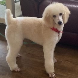 Goldendoodles and Poodles from Debra Guthrie's Doodles