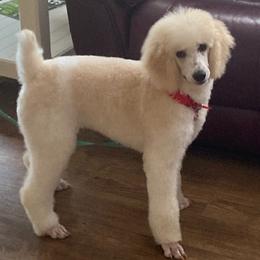 Goldendoodles and Poodles from Debra Guthrie's Doodles