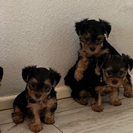 Morkie, Shorkie, Yorkipoo, and Yorkshire Terrier Puppies from YourSoulmatePuppy