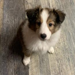 Shetland Sheepdogs from Woodridge Shelties