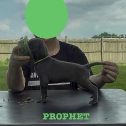 Prophet - Blue male Great Dane puppy in Edwardsville, Illinois from Giants and Munchkins