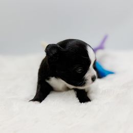 Lana - Black and white female Chihuahua puppy in Lee Center, New York from Alfheim-Andromeda Chihuahua's (A &A's)