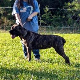 Nala - Cane Corso