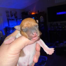 Pup C - White and tan female Toy Fox Terrier puppy in Clermont, Florida from Debbie Hiles's Toy Fox Terriers