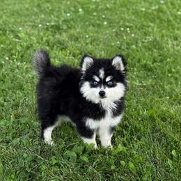 Buzz - Black and white male Pomsky puppy in Lewiston, Minnesota from Family Pomsky