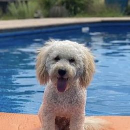 Goldendoodle Puppies from SurreyDoodles