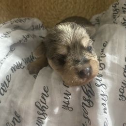 Wally - Merle male Morkie puppy in Festus, Missouri from Impeccable Pups