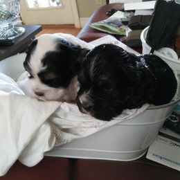 Cocker Spaniel Puppies from Hartwell Cocker Spaniel Kennel