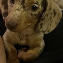 Dachshund Puppies from Dachshund Family Love Breeders