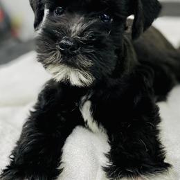 Anatolian Shepherd Dogs and Miniature Schnauzers from New River Miniature Schnauzers and Anatolians