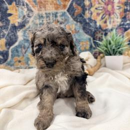 Butter - Merle female Bernedoodle puppy in Silver Lake, Indiana from ‘Mut’zger Doodles