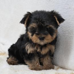Scout - Blue and gold male Yorkshire Terrier puppy in Monticello, Iowa from Ashley’s Puppies