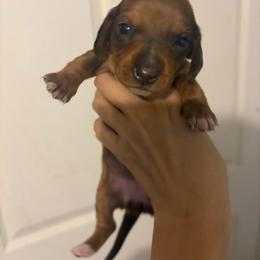 Almond - Dapple female Dachshund puppy in Conroe, Texas from R&M Dachshunds