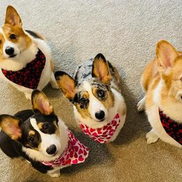 American Corgis and Pembroke Welsh Corgis from Blue Creek Corgis