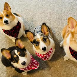 American Corgis and Pembroke Welsh Corgis from Blue Creek Corgis