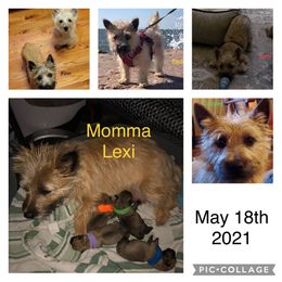 Cairn Terrier Puppies from KNKR FURBABIES Cairn Terriers