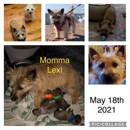 Cairn Terrier Puppies from KNKR FURBABIES Cairn Terriers