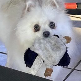 Dora - Pomeranian
