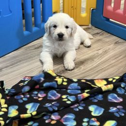 Jake - Light golden male Golden Retriever puppy in Charles City, Virginia from Sweeter Than Honey Golden Retrievers, LLC.