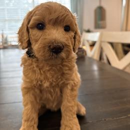 Pearl - Apricot female Goldendoodle puppy in Macclenny, Florida from Baker County Goldendoodles