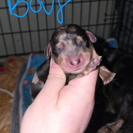 Gregory - Dapple male Dachshund puppy in Windom, Minnesota from Aster Creek Dachshunds & Australian Shepherds