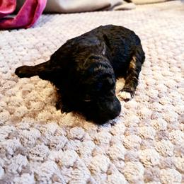 IRAS - Black female Poodle puppy in Jersey City, New Jersey from Tuts Pups Cafe