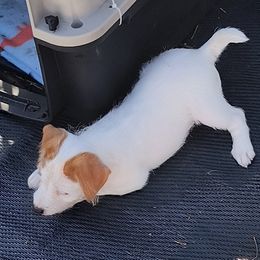 Jack Russell Terrier Puppies from Mischief Managed Jack Russell Terriers