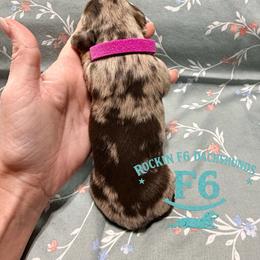 Debbie O'Shea - Dapple female Dachshund puppy in Horatio, Arkansas from Rockin F6 Miniature Dachsunds