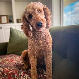 Denali - Poodle