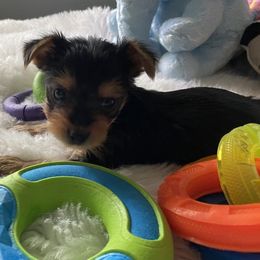 Biewer Terriers from Pixiedust Fur-Babies
